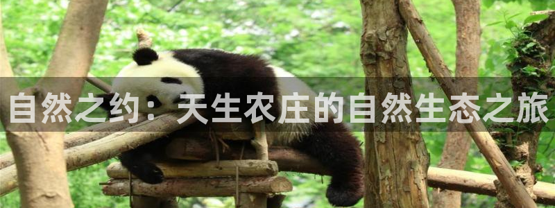 摩根娱乐是什么