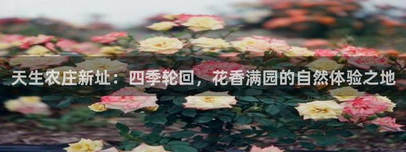 摩根娱乐宝微交易