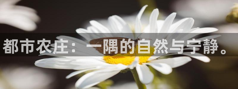 摩根娱乐外汇