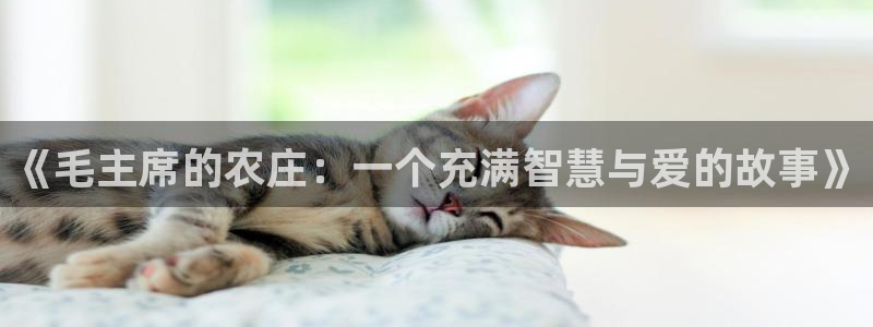 柬埔寨西港摩根娱乐