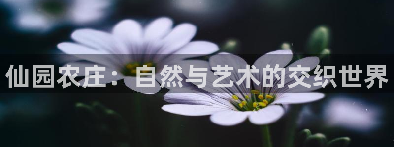 柬埔寨西港摩根娱乐