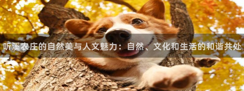 泉州摩根娱乐