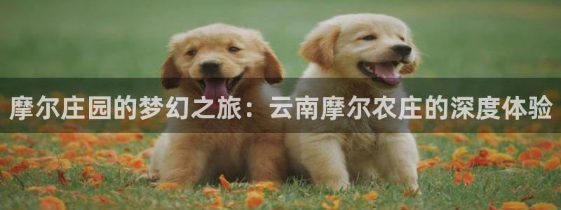 摩根360休闲娱乐