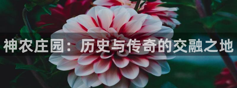 摩根娱乐 股s东50015