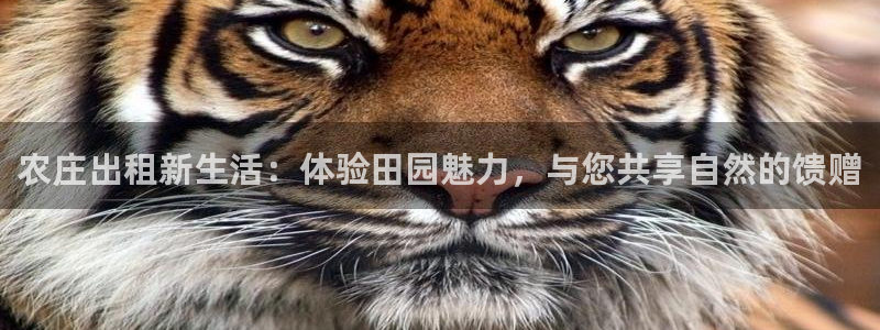 娱乐解说摩根王者荣耀