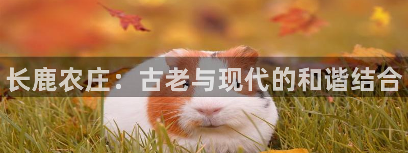 摩根士丹利娱乐