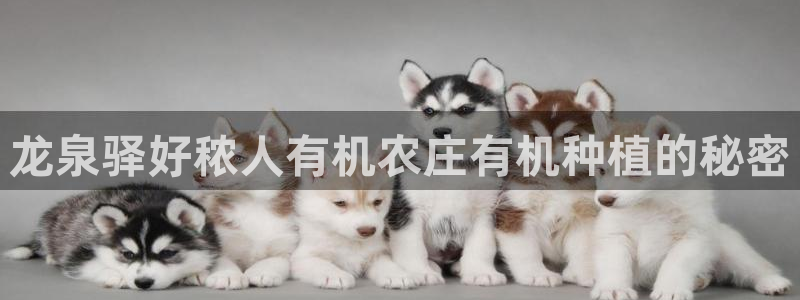 摩根兄弟进军娱乐圈