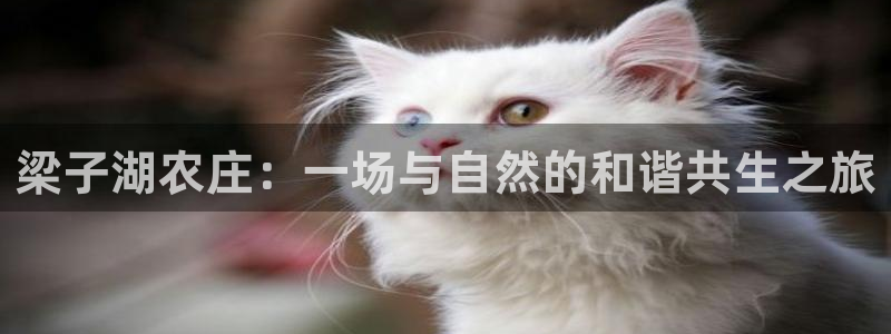 摩根娱乐彩票被骗了