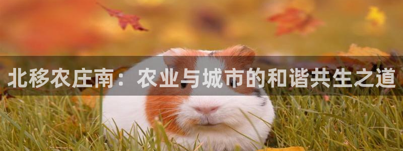 摩根娱乐怎么样